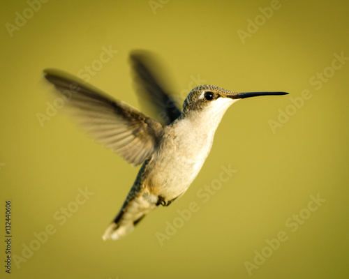 Hummingbird in flight