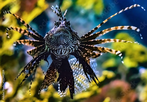 Front View of Lion Fish With Fins Spread