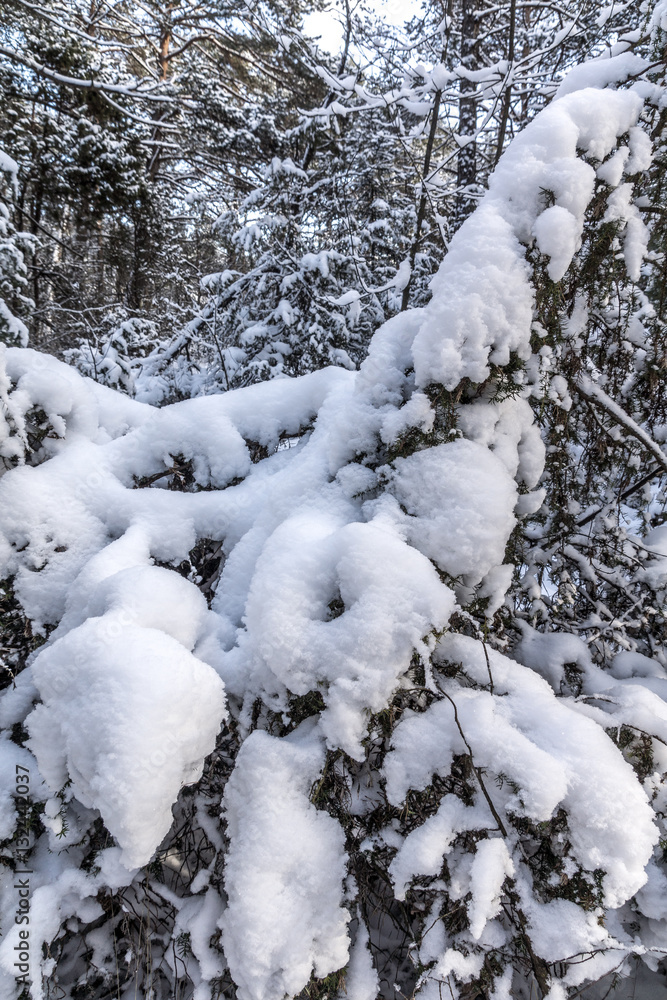 Neuschnee bedeckt das Unterholz im Wald Neuschnee bedeckt das Unterholz im Wald