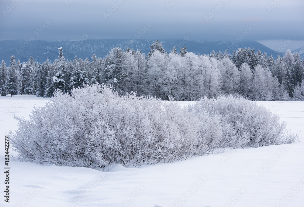 Fototapeta premium Frosty Trees