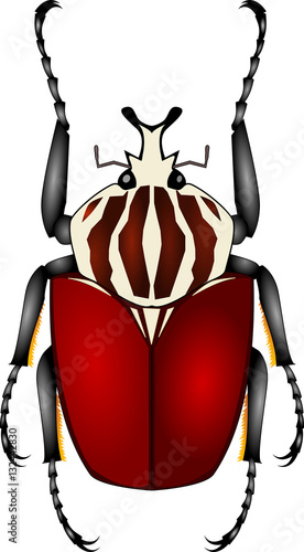 goliath beetle - vector illustration