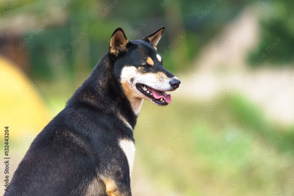 black handsome young dog in a rural field with a green nature ba black handsome young dog in a rural field with a green nature ba
