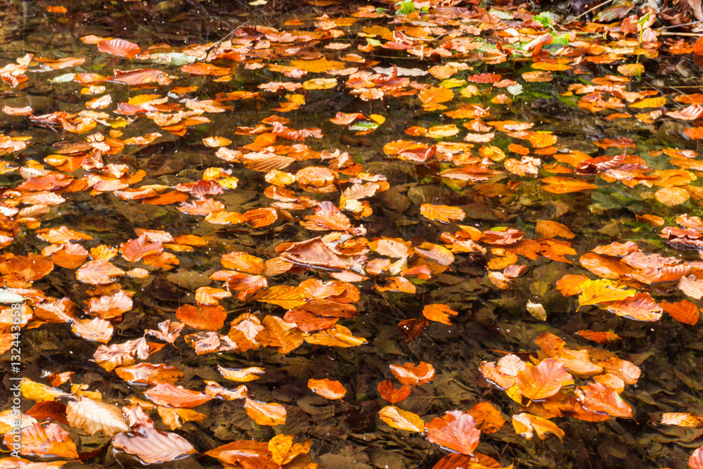 Carpathian river by autumn time Carpathian river by autumn time