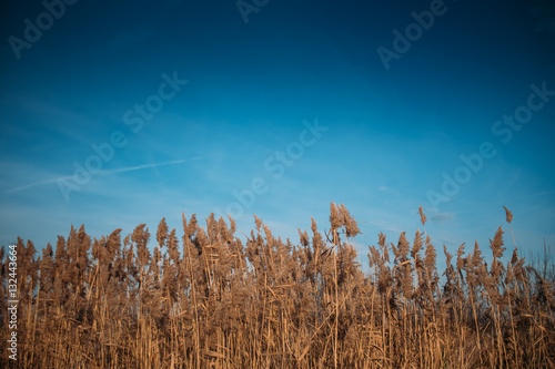waving reed with a blue sky © Hugo