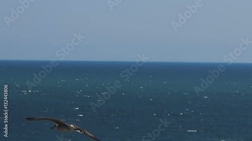 Seagull flying over the sea with rock cliffs yaylata kaliakra bulgaria
 photo