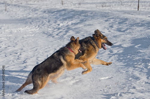 German Shepherds in the snow © serav