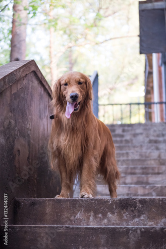 Golden retriever standing on the stairs © chendongshan