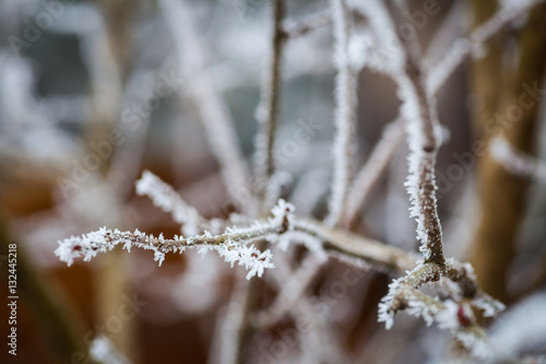 Close up image of a frozen tree branch. © bizoo_n