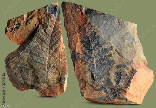 Prints of ancient plants that lived on earth 320 million years ago.  Pteridospermae - trees, shrubs, vines ferns appearance with large, complex leaves pinnate structure  photo