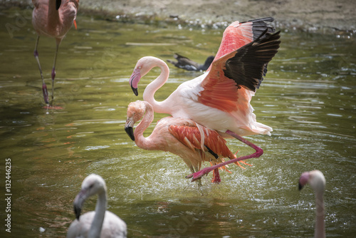 Flamingos