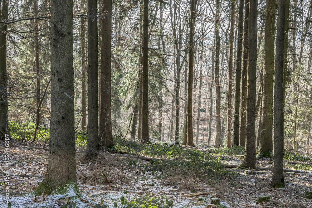 Lovely frozen path. Winter countryside. Snow forest. Lovely wood Lovely frozen path. Winter countryside. Snow forest. Lovely wood