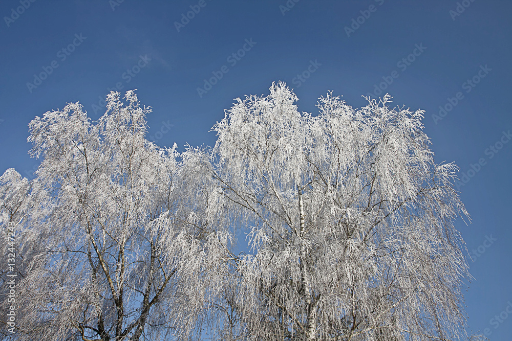Winter, white frozen birch branches covered by snow Winter, white frozen birch branches covered by snow
