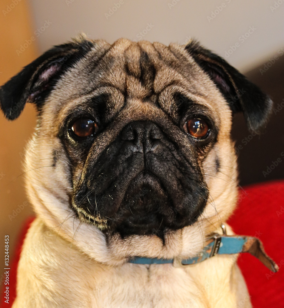 Portrait of a male Pug puppy