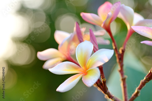 Frangipani flowers