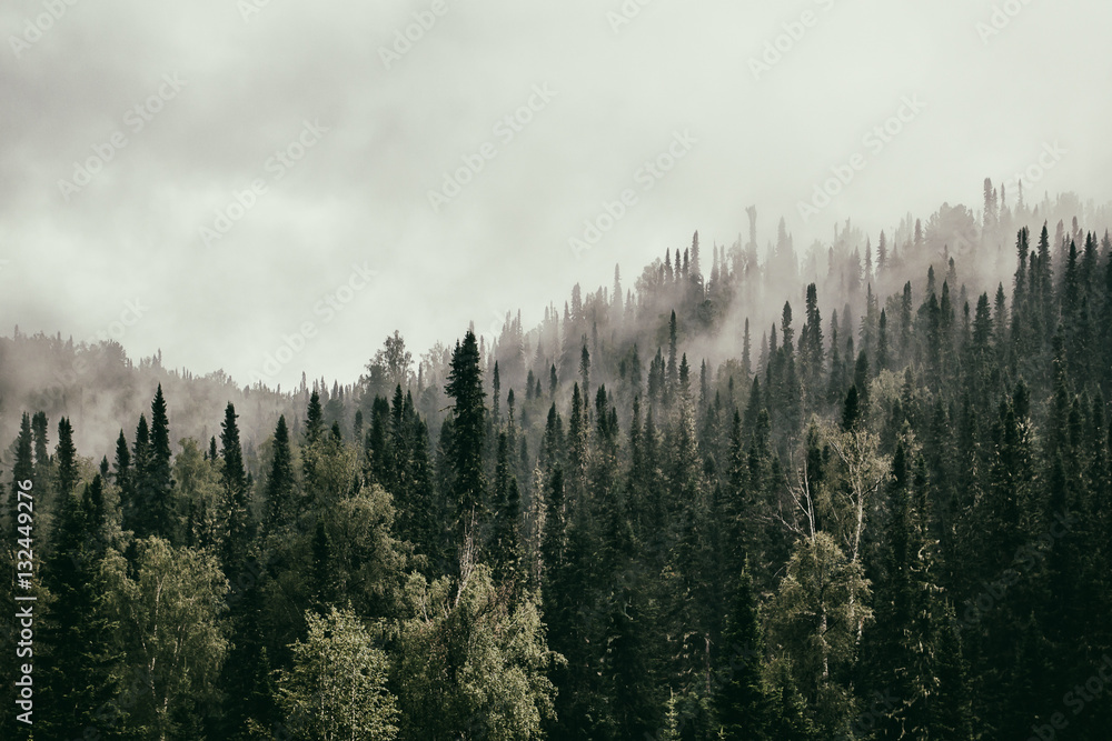 Obraz premium Dramatic taiga