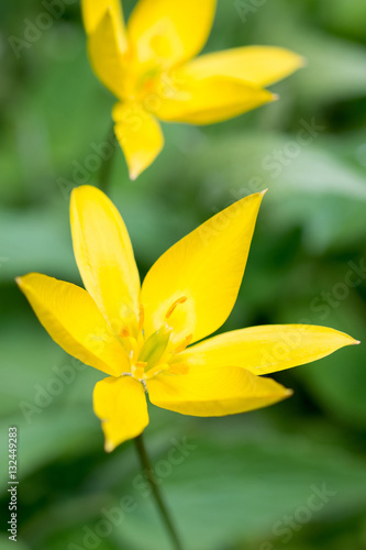 Flowers yellow tulips