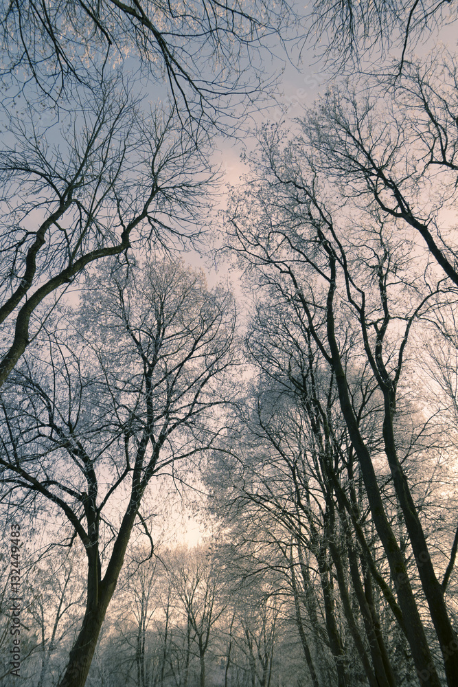Baumkronen mit Frost im Winter