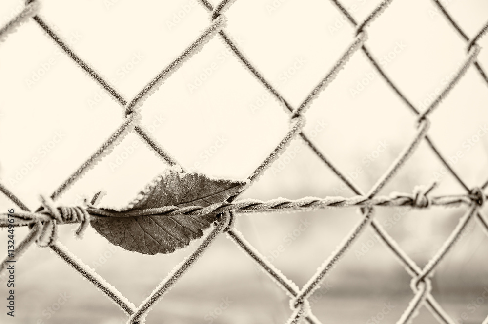 barbed wire with dry tree leaf barbed wire with dry tree leaf
