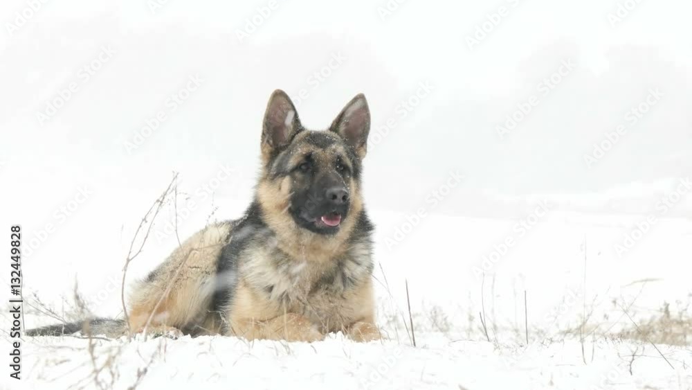 German Shepherd lying on snow German Shepherd lying on snow