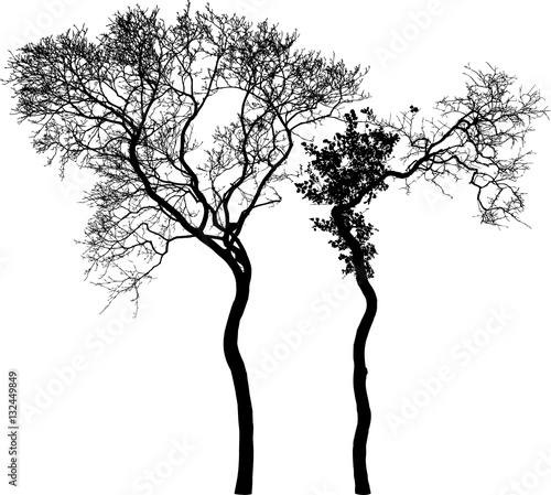 two bent trees