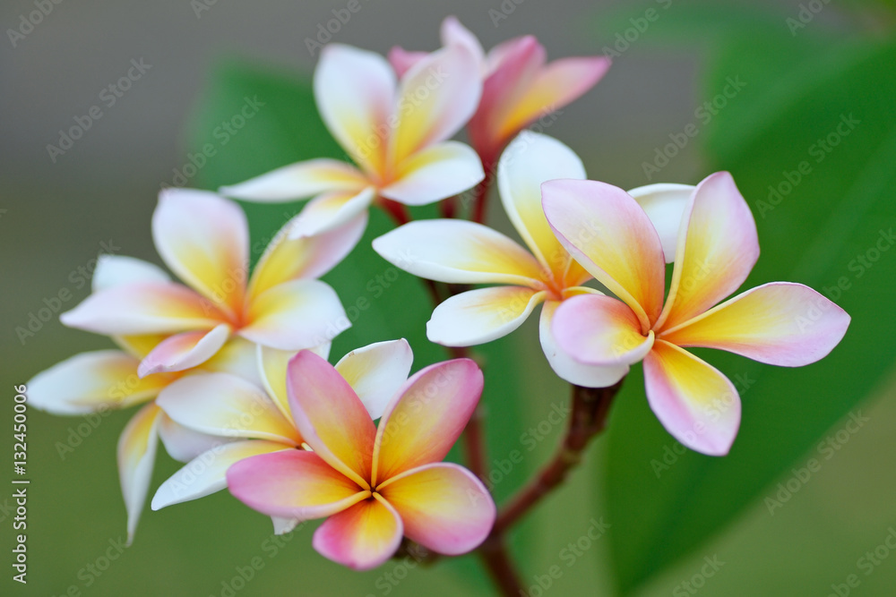 Frangipani flowers Frangipani flowers