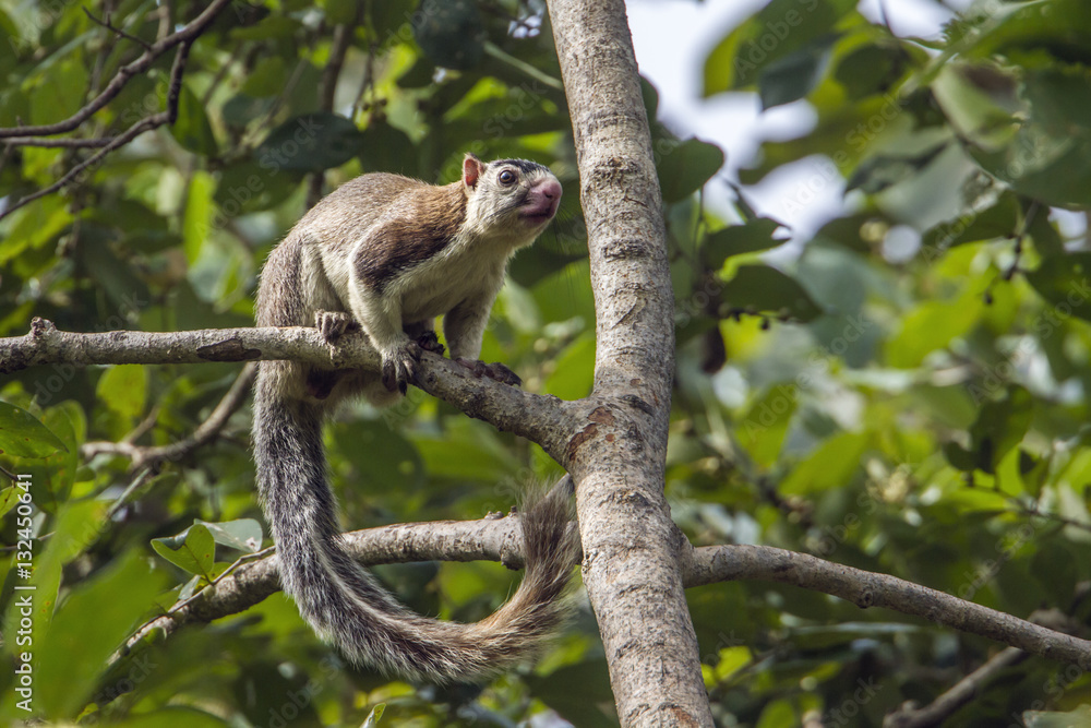 grizzled giant squirrel in Mynneriya national park,Sri Lanka grizzled giant squirrel in Mynneriya national park,Sri Lanka
