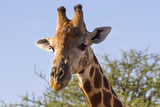 Giraffe in the Madikwe Game Reserve, in South Africa.