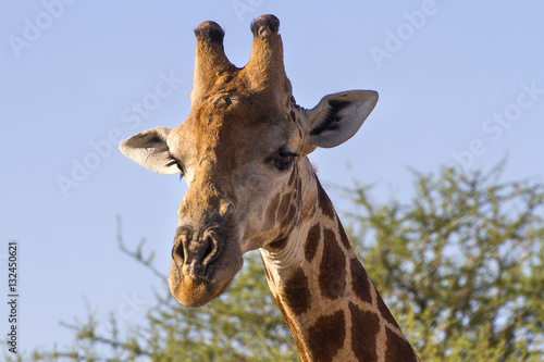 Fototapeta Naklejka Na Ścianę i Meble -  Giraffe in the Madikwe Game Reserve, in South Africa.