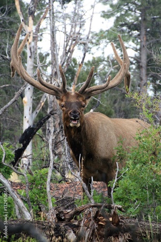 Bull Elk in The woods, smiling