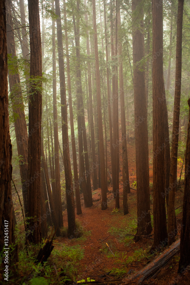 Redwood trees 1