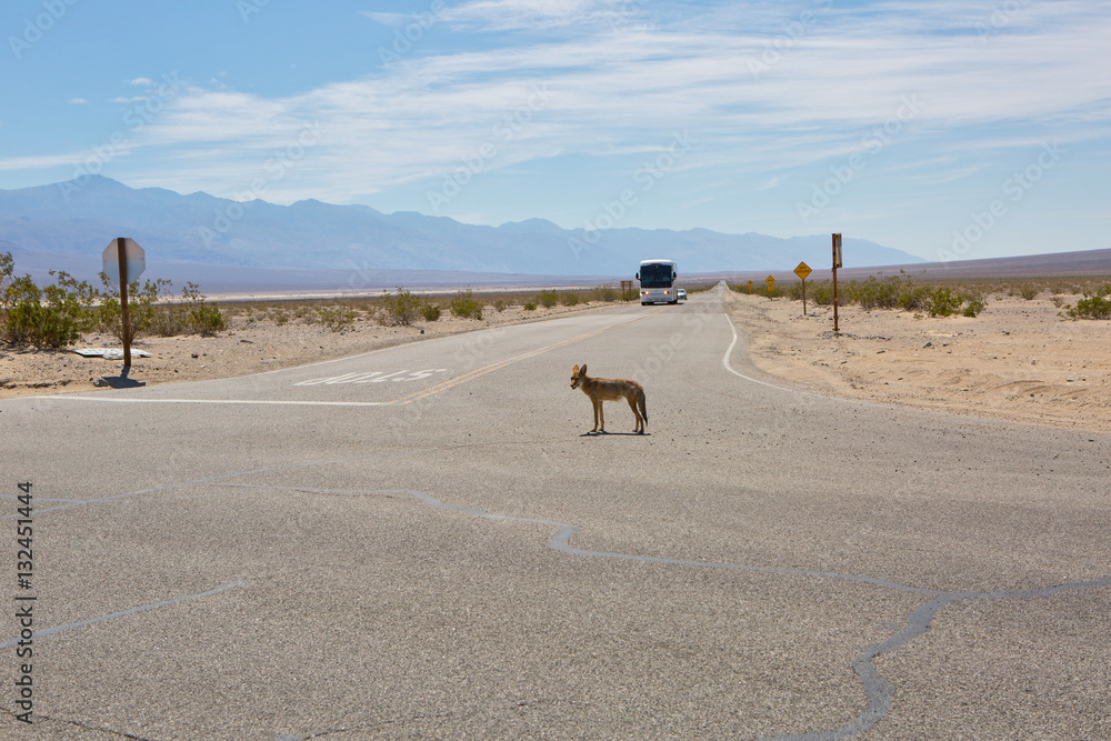Coyote on crossroads