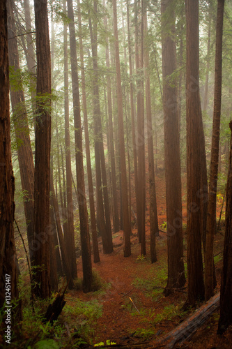 Redwood trees 1 © erin