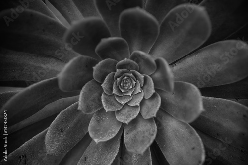 Succulent 3 photo