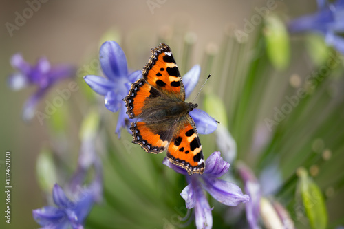 Tableau sur toile Small Tortoiseshell Butterfly, Berkshire, UK