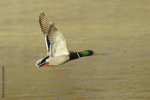 Male mallard duck in flight © Geza Farkas