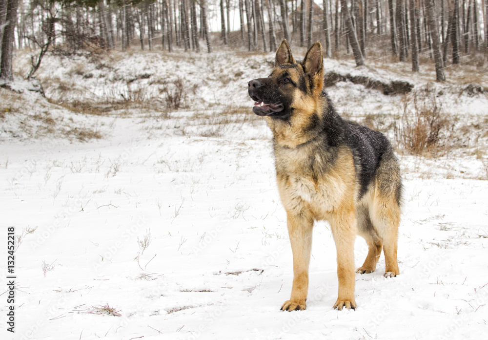 dog on a winter walk dog on a winter walk