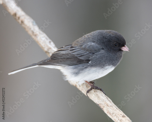 Male Dark Eyed Junco
