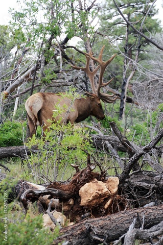 Bull Elk Grazing in Natural Habitat