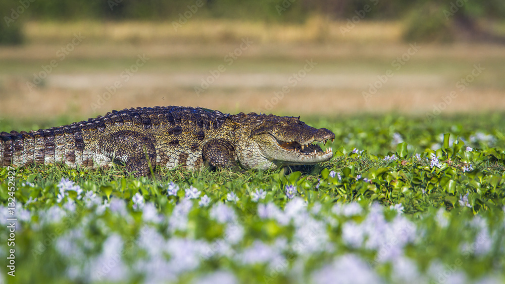 Fototapeta premium Mugger Crocodile in Panama nature reserve, Sri Lanka