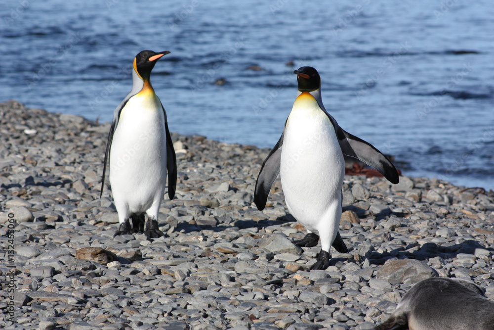 Fototapeta premium Königspinguine- Südgeorgien