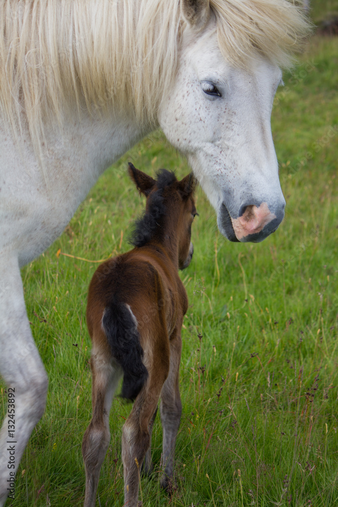 Icelandic Horse family 3, Iceland Icelandic Horse family 3, Iceland