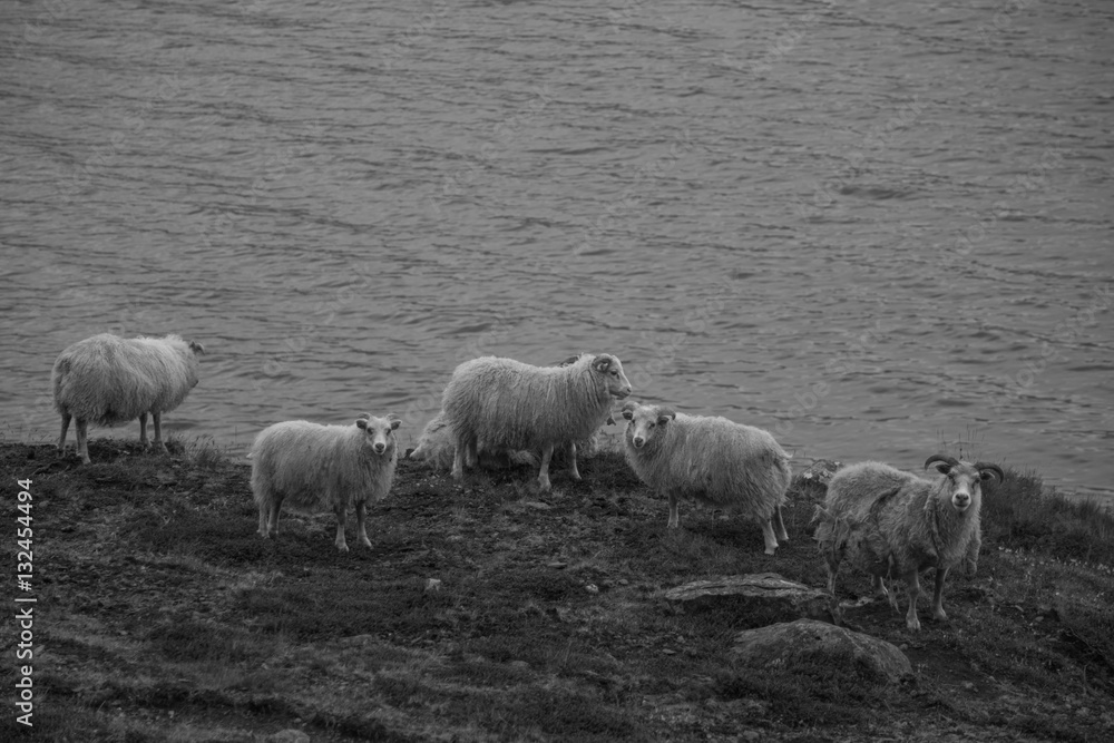 Obraz premium Sheeps in Iceland 2