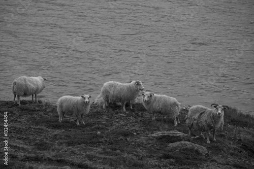 Fototapeta Naklejka Na Ścianę i Meble -  Sheeps in Iceland 2