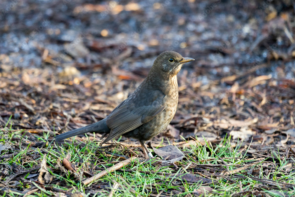 Female Blackbird (Turdus merula) on the Ground Female Blackbird (Turdus merula) on the Ground