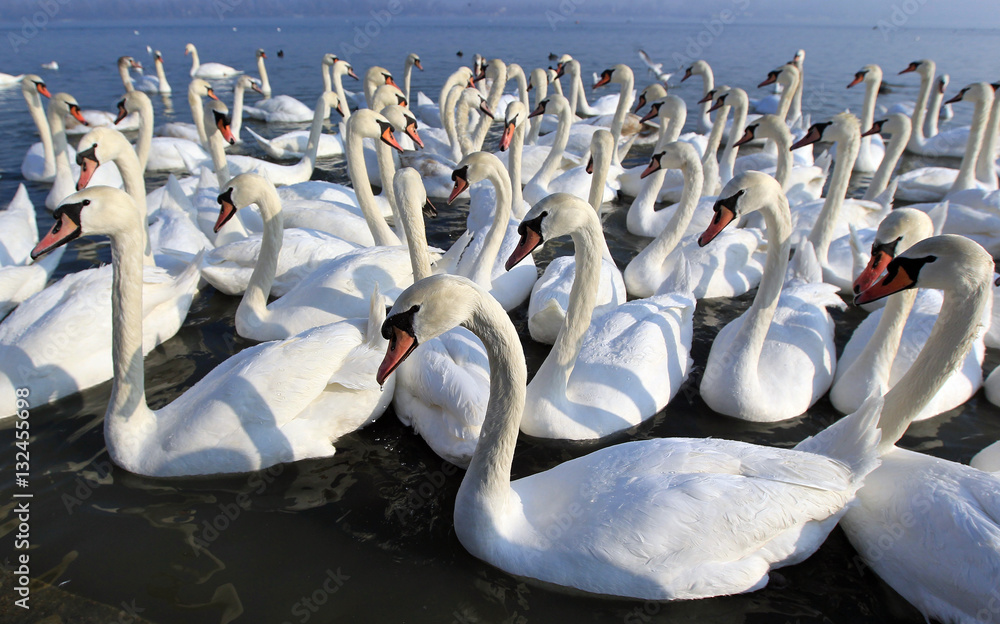 Naklejka premium Group of Swans swimming on the River Danube at Zemun in the Belgrade Serbia.