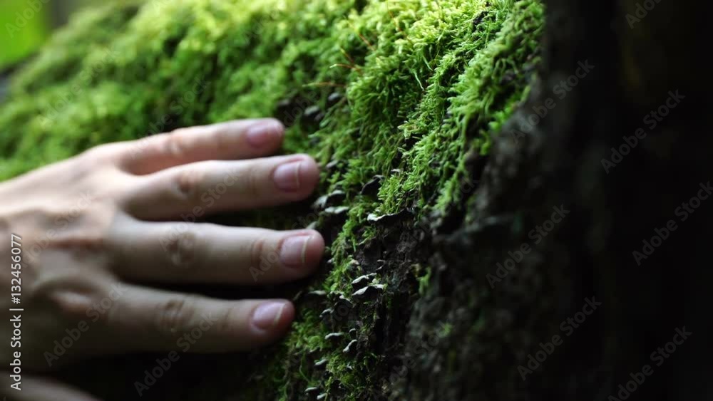 hand of a young woman stroking a green moss hand of a young woman stroking a green moss