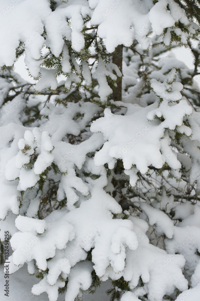Spruce branches in the snow. 