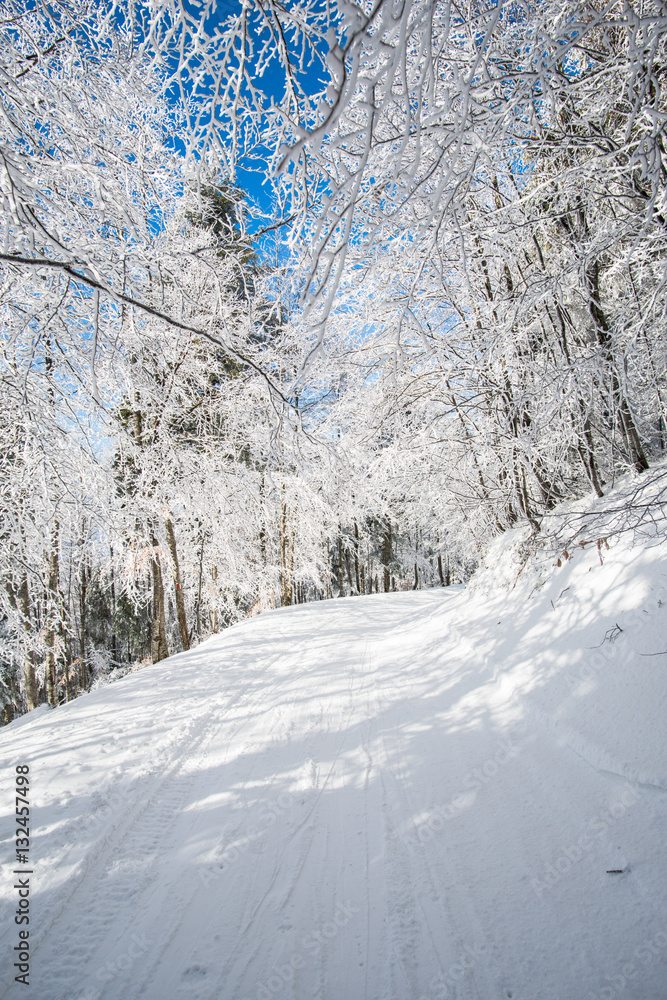 Obraz premium Winter landscape