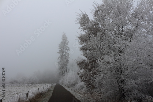 lage pine tree in frozen weather