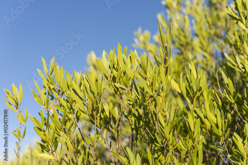 Foliage of Phillyrea angustifolia. It is a species in the family Oleaceae native to the Mediterranean region. Photo taken in Ciudad Real Province, Spain.